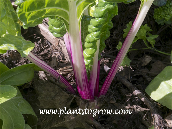 Peppermint Swiss Chard